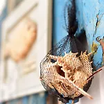 Bed & Breakfast Mercearia D'alegria Boutique Peniche